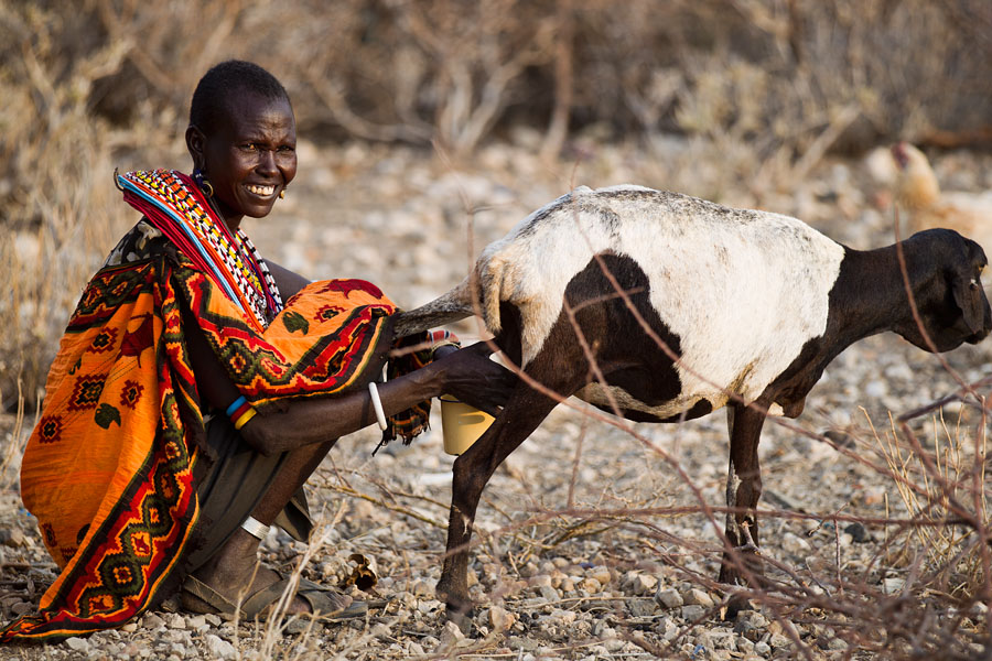 13d. Milking the goat   Samburu   Kenya
